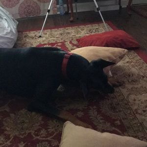 Meet your Posher, Kendall